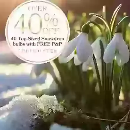 Forty Snowdrops 40 Percent Off